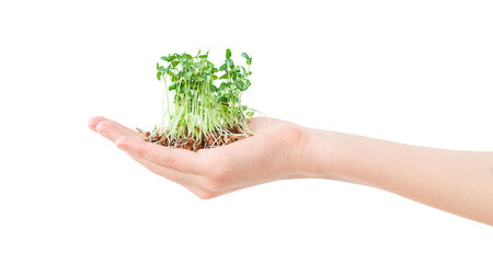 Fototapeta na wymiar Human hand with green seedlings isolated on white background