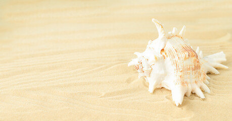 One big white seashell on sandy beach