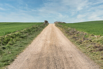Fototapeta na wymiar Camino rural de tierra recto entre campos de trigo verde recien sembrado al inicio de la primavera