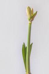 Bud  amaryllis (hippeastrum) 