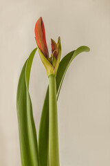 Bud orange-red Hippeastrum (amaryllis)  'Orange Sovereign'
