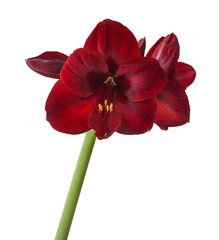 Blooming  dark red hippeastrum (amaryllis) Carmen - obrazy, fototapety, plakaty