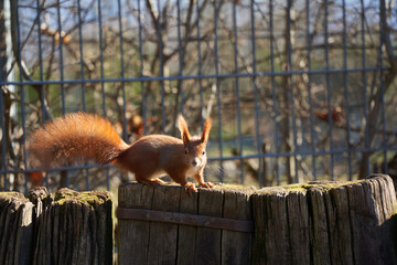 Squirrel ( Sciurus ) lurks on brown wooden fence in front of a steel grille. Side view. Animal in...