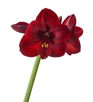 Blooming  dark red hippeastrum (amaryllis) Carmen