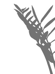 White background gray leaf illustration