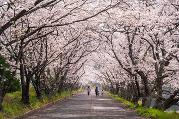 Fototapeta na wymiar 桜並木を歩く家族