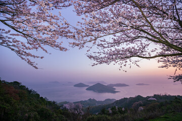 三豊市紫雲出山から眺める桜と瀬戸内海	