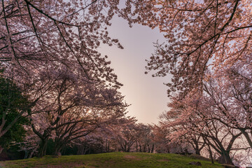 三豊市紫雲出山から眺める桜と瀬戸内海