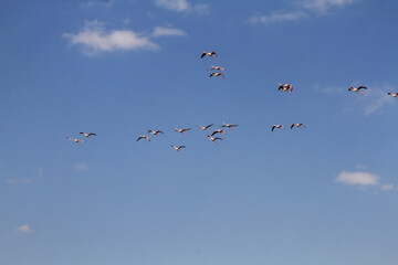 flamingos in flight