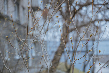 Shallow depth of field (selective focus) image with buds on a tree branch during a spring .Spring awakening. Macro nature