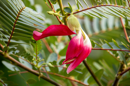A blooming pinkish red Sesbania grandiflora, khae, agati or katurai, a beautiful edible flower used as an ingredient in Thai cuisine and eaten as blanched vegetable together with a spicy dip.  