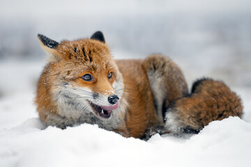 Obraz premium The rusty fox is ready to hunt.