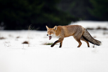 Obraz premium The rusty fox is ready to hunt.