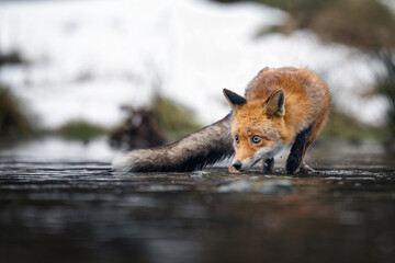 The rusty fox is ready to hunt.