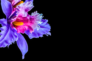 Bright beautiful blue with red flower close-up isolated on a black background with a place to insert text. © Irina