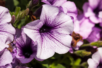 Naklejka premium beautiful purple flowers in flower beds in the spring