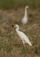 Cattle Egret holding a mouse at Hamala, Bahrain