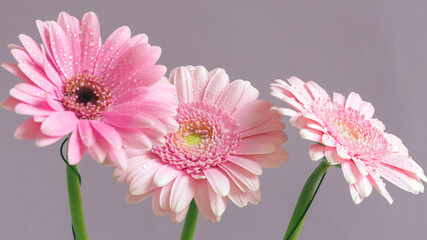 Beautiful pink gerberas on a lilac background.