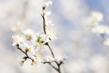 White cherry blossom, idea of the spring awakening