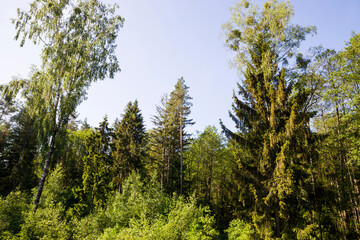 Fototapeta na wymiar deciduous trees in the summer