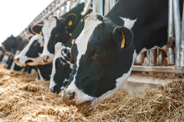 Cows standing in a stall and eating hay