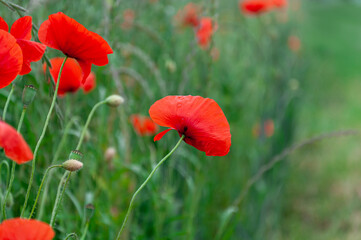 Red poppies field, vibrant poppy close up. symbol of life, remembrance and death, love and success