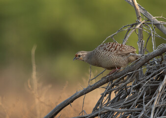 Grey francolin at Hamala perched on dry bush, Bahrain