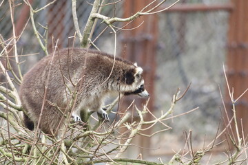 Fototapeta premium Waschbär
