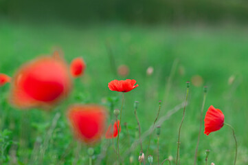 Red poppies field, vibrant poppy close up. symbol of life, remembrance and death, love and success