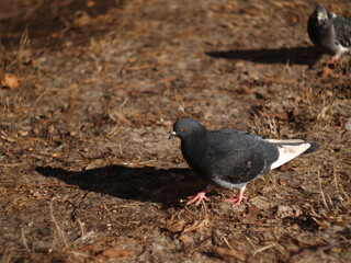 Obraz premium city pigeons bask in the sun in dry grass