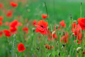 Red poppies field, vibrant poppy close up. symbol of life, remembrance and death, love and success