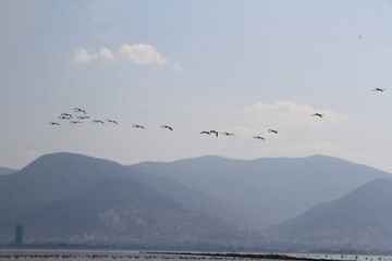 Flamingos