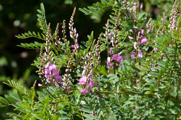 Sydney Australia, indigofera australis or Australian Indigo bush with mauve flowers