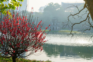 Peach flowers by Hoan Kiem lake with Turtle Tower (Thap Rua) on background. Peach blossom is symbol of Vietnamese lunar New Year Tet
