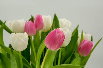 Tulpe, Tulpen, Blumen