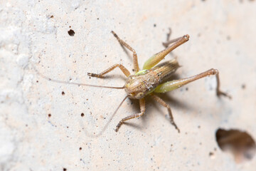 Nymph of bush cricket, Platycleis sp., posed on a concrete wall. High quality photo