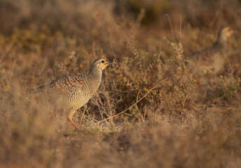 A pair of Grey francolins at Hamala, Bahrain