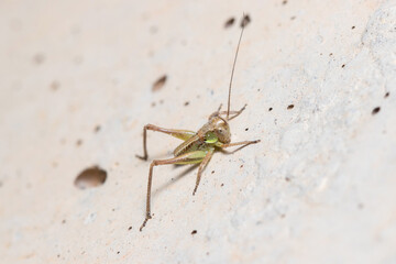 Nymph of bush cricket, Platycleis sp., posed on a concrete wall. High quality photo