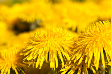 fresh yellow dandelions on the field