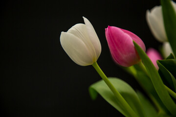 Obraz na płótnie Canvas Tulpe, Tulpen, Blumen