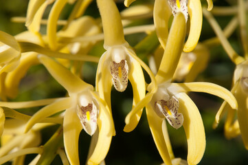 Sydney Australia, yellow flowering Dendrobium speciosum or Sydney rock orchid