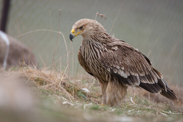Eastern Imperial Eagle, (Aquila heliaca) in its natural habitat.
