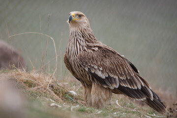Eastern Imperial Eagle, (Aquila heliaca) in its natural habitat.