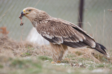 Eastern Imperial Eagle, (Aquila heliaca) in its natural habitat.