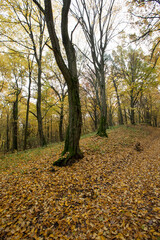 Obraz premium maple foliage in autumn leaf fall