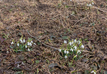 First spring flowers of snowdrops in a clearing in the forest