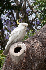 Sydney Australia, sulphur crested cockatoo perched in tree