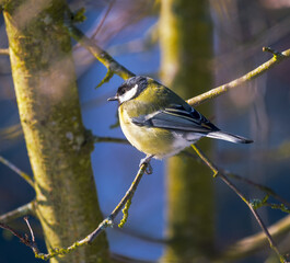 Great tit bird sitting in tree
