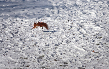 Single squirrel (sciurus) runs over the snow field. Rear view. Winter in germany.