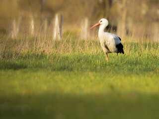 stork in the grass